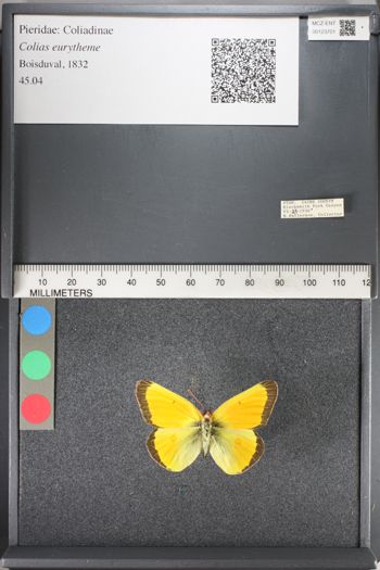Media type: image;   Entomology 123701